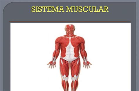 anatomia  fisiologia humana sistema muscular