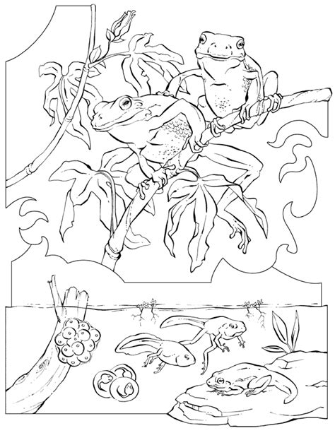camouflage coloring pages   camouflage coloring pages