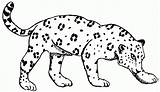 Jaguar Coloring Pages Kids Printable Drawings Face Template Easy Draw Popular sketch template