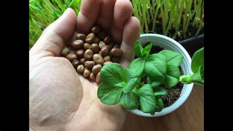 grow fava bean microgreens fava bean shoots youtube