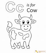 Coloring Cow Sheet sketch template