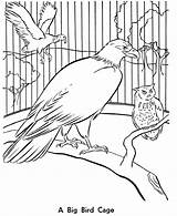 Bird Zoo Coloring Pages Birds Cage Animals Aviary Kids Printable Drawing Big Activity Animal Color Sheet Large Print Books Wild sketch template