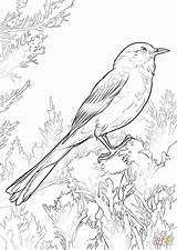 Mockingbird Coloring Northern Perched Pages Drawing Printable Birds Getdrawings Categories sketch template