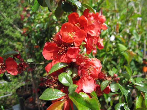 japanese quince growing profile