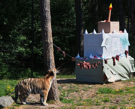 tijgerdrieling  beekse bergen krijgt gigantische taart en speciale vleesslinger voor hun