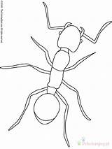 Fourmi Coloring Ants Hormigas Colorear Formica Insectos Colorare Robaki Cigale Kolorowanki Disegni Insect Owady Insects Fourmis Kleurplaat Bordado Insekten Mier sketch template