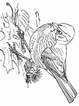 Sparrow Coloring Pages sketch template