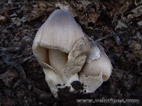 volvariella volvacea viljelytuppisieni  natural fungi  finland