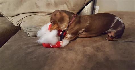 2 Minutes With Her Christmas Squeaky Chew Toy Album On Imgur