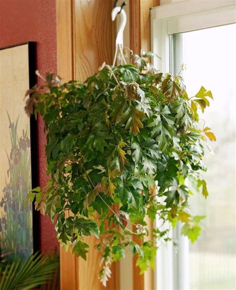 indoor hanging plants   home
