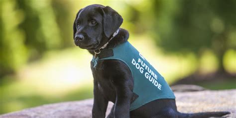 join zoom call  guide dog puppies   guide dogs australia