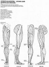 Anatomy Muscular Diagram Muskeln Blank Malvorlagen Malbuch Posterior Physiology Anatomie Bones Template Skeletal Notebooking Besuchen sketch template