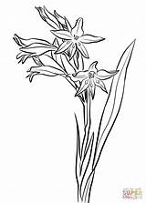 Gladiolus Cuspidatus Amaryllis Supercoloring Onlinecoloringpages sketch template