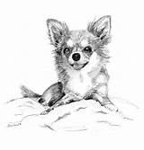 Chihuahua Dog Chihuahuas Coat Chiwawa Jalland Sketches Zeichnen Hunde Ausmalbilder Ausmalen Honden Urn Croquis Gemalte Printers Druckvorlagen Couleur Kopf Langhaar sketch template