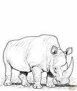 Rhino Coloring Pages Drawing Line Printable Rhinoceros Jumanji Eating Realistic Grass Drawings Rhinos Animals Animal Colouring Color African Sketch Sheets sketch template