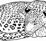 Cheetah Coloringfolder Getdrawings Animal sketch template