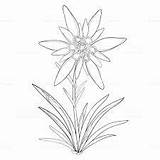 Edelweiss Dessin Google Coloriage Fleur Tattoo Flower Dessiner sketch template