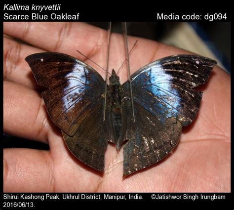 kallima knyvettii de niceville  scarce blue oakleaf butterfly