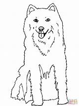 Husky Coloring Pages Alaskan Puppy Printable Dog Color Baby Siberian Retriever Golden Dogs Alaska Puppies Sheets Colouring Papillon Getcolorings Supercoloring sketch template