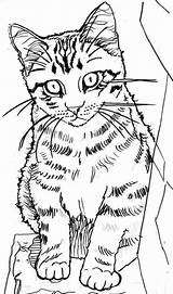Cat Coloring Drawing Drawings Cute Pages Sketch Kitten Animal Step Sketches Catlucker Dragoart Tutorial Adult Choose Board sketch template