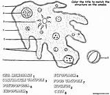 Amoeba Ameba Biologycorner Paramecium Amebe Protist Organelles Ameoba Celled Almeida Eduardo Ukratko Microbiologia Answers Euglena Organisms Pseudopodia Amoebas sketch template