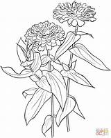 Zinnia Flower Coloring Drawing Elegans Pages Drawings Zinnias Supercoloring Printable Flowers Rose Color Line Prairie Blanda Rosa Meadow Wild Crafts sketch template