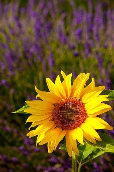 sunflowers  daisies sunflower lavender fields