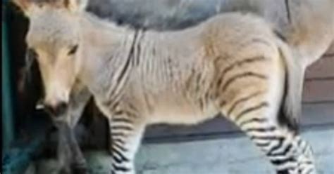 ippo de schattige kruising tussen een ezel en een zebra bizar hlnbe