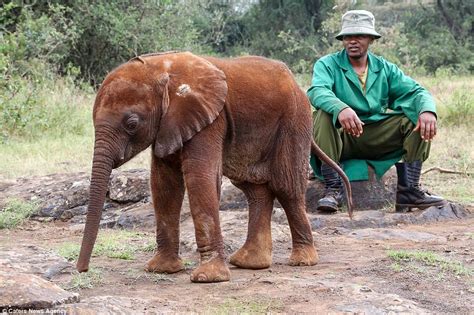 Orphaned Elephant In Kenya Kisses The Man Who Saved Her Daily Mail Online