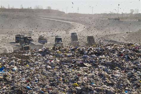 dump trucks  landfill lizsnyder