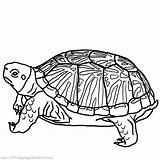Turtle Coloring Pages Turtles Printable Sea Adults Box Cute Sheets Kids Color Ninja Adult Drawing Print Cartoon Tool Colouring Snapping sketch template