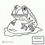 Coqui Frog Drawing Frogs Getdrawings Coloring Tree Green sketch template