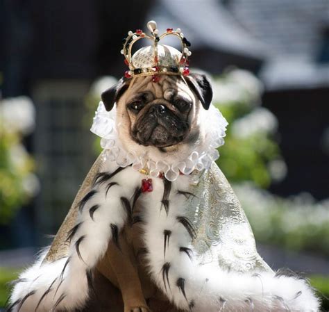 pugs   royal crown  matching gown pugs  costume pet costumes black pug