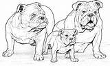 Coloring Pages Dog Dogs Breed Pound Bull English Adults Bulldog sketch template