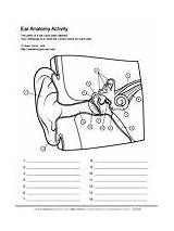 Anatomy Ear Coloring Human Worksheets Science Ears Nose Eyes Mouth Pages Worksheet Diagram Heart Asu Labeling Life Physiology Biologist Ask sketch template
