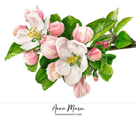 apple blossom nature studio