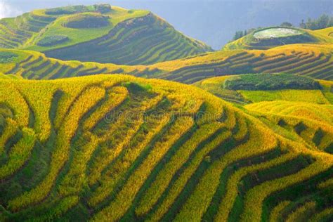longji rice terraces stock image image  meadow lush