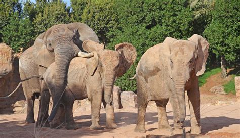 el nuevo macho reproductor de elefante africano ya puede verse con las