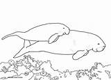 Manatee Coloring Dugong Pages Printable Drawing Baby Color Cow Sea Line Calf Momma Swimming Getcolorings sketch template
