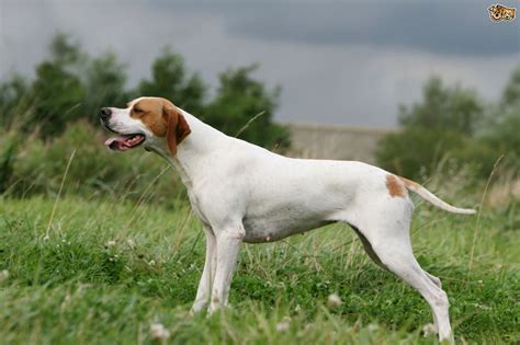 pointer dog breed information buying advice   facts petshomes
