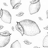 Slices Lemons sketch template