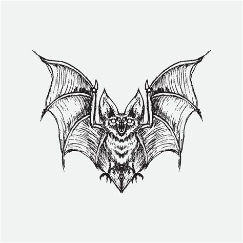 bat drawing vector illustration  vector art  vecteezy