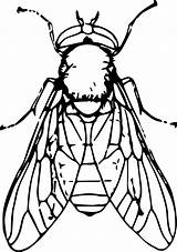 Fly Clipart Horse Horsefly Svg  Insect Bug Sketch Clipground Animal Svgsilh Small sketch template