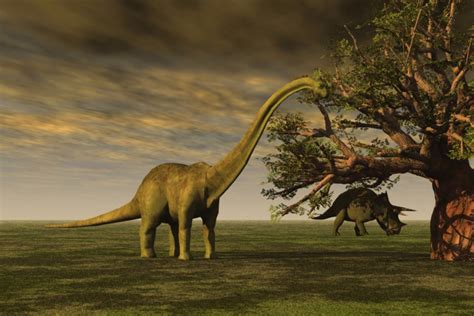 if the brontosaurus can make a comeback so can you