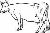 Cow Clipart Drawing Coloring Pages Cows Outline Transparent Clip Line Printable Coloring4free Cartoon Cow4 Calf Animal Bpng Bovine Deawing sketch template