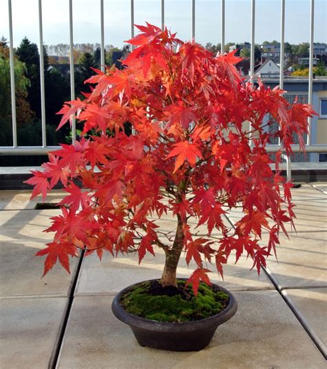 pcs red japanese maple redleaf palmatum dwarf bonsai plant tree