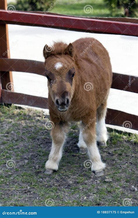baby pony stock image image  green country rural