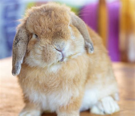 raise  lop eared rabbit pet ponder