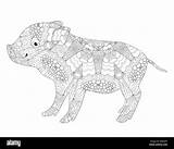 Zentangle Tangle Cochon Piglet sketch template