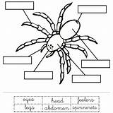 Spiders Tarantula Busy Anansi Insect Walkingthedream Carle sketch template